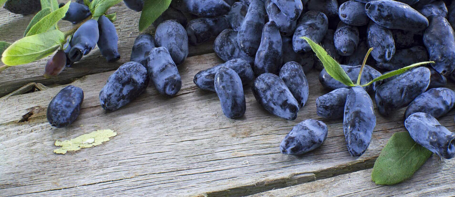 frukt buskar odling av amerikanska blåbär Kamchatka bär köpa plantor Polen