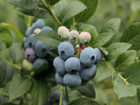 fruktbuskar som odlar amerikanska blåbär