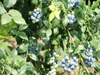 fruktbuskar som odlar amerikanska blåbär