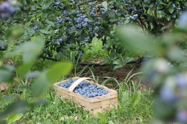 Produktion och distribution av plantskolematerial Polen 9