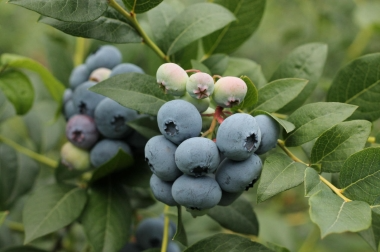 produktion och distribution av plantskolematerial Polen 10