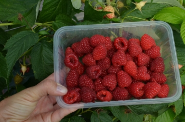 Produktion och distribution av plantskolematerial Polen 12