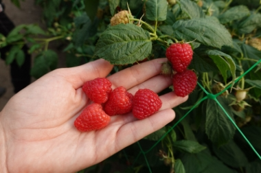 Produktion och distribution av plantskolematerial Polen 13
