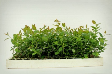 Produktion och distribution av plantskolematerial Polen 15