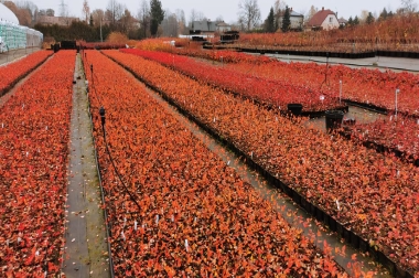Produktion och distribution av plantskolematerial Polen 16