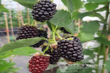 Produktion och distribution av plantskolematerial Polen 18